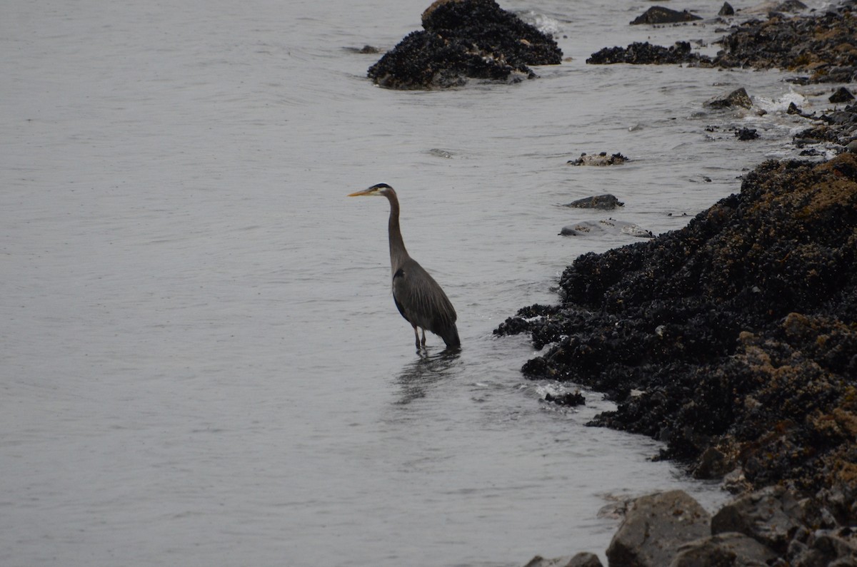Garza Azulada - ML637070722