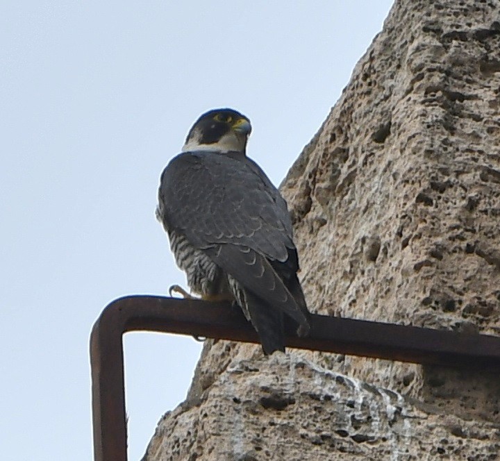 Peregrine Falcon - ML637070765