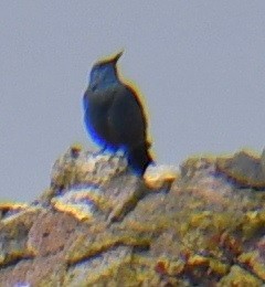Roquero Solitario - ML637070798