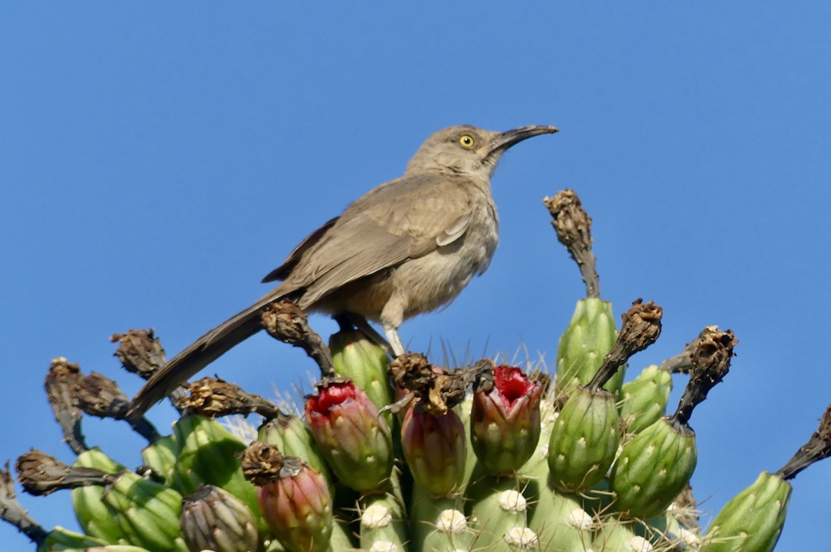 Cuitlacoche Piquicurvo - ML637070806
