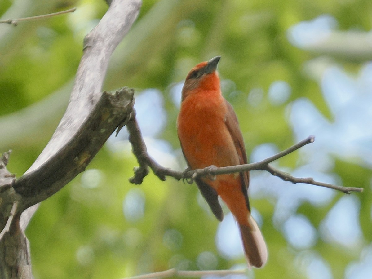 Piranga Bermeja - ML637070808