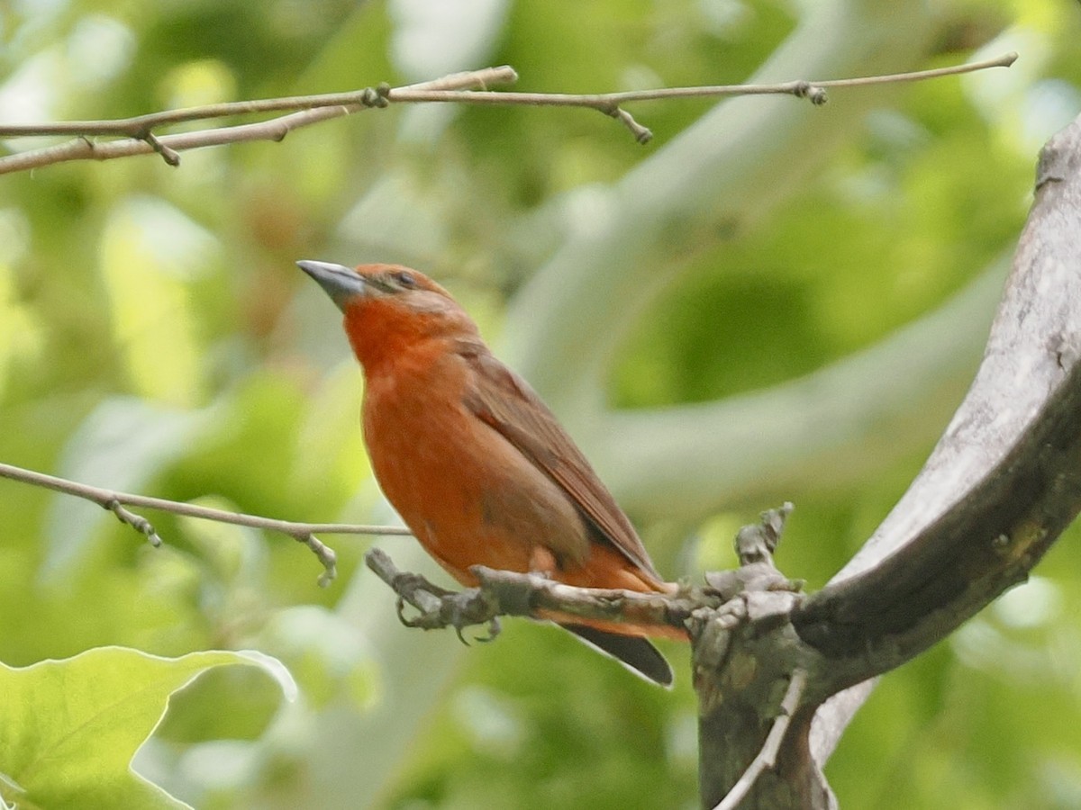 Piranga Bermeja - ML637070809