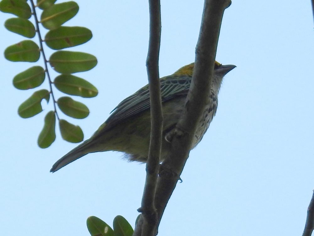 Tangara Pintoja - ML637070819