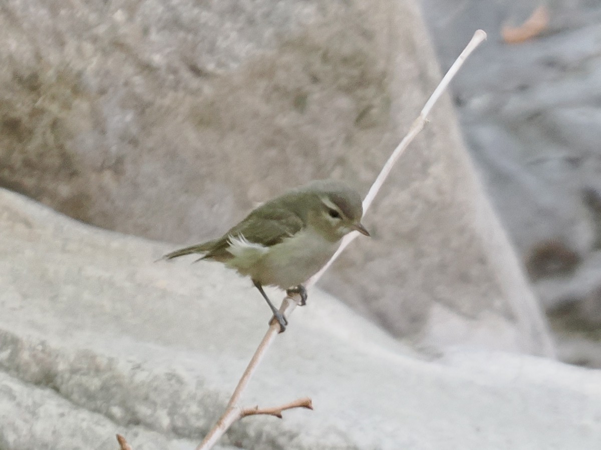Vireo Gorjeador - ML637070820
