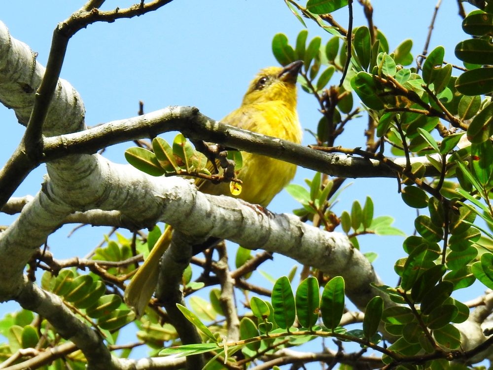 Piranga Bermeja - ML637070823