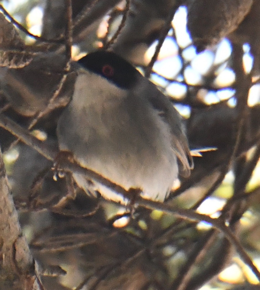 Sardinian Warbler - ML637070853