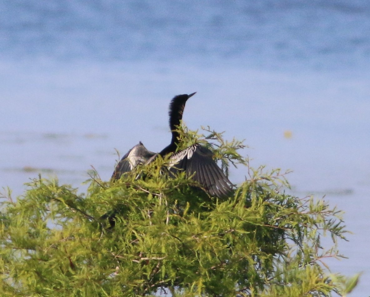 Anhinga - ML637070871