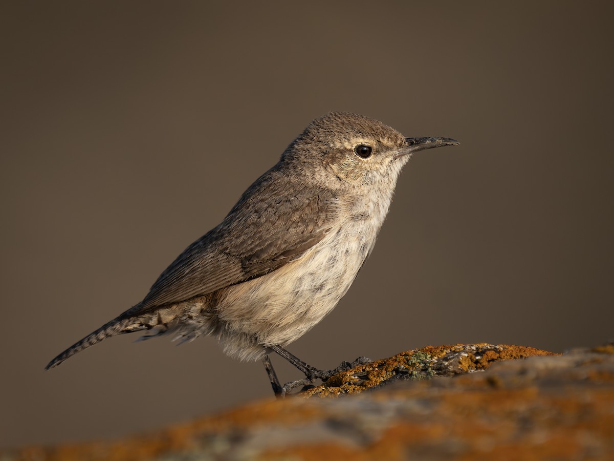 Rock Wren - ML637071161