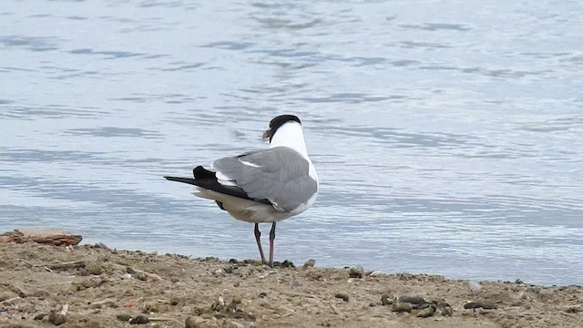 Antxeta mokogorri amerikarra - ML637071344