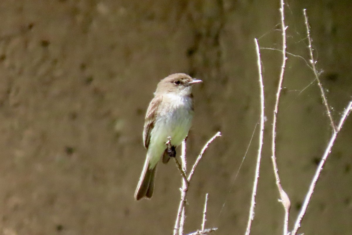 Eastern Phoebe - ML637071459