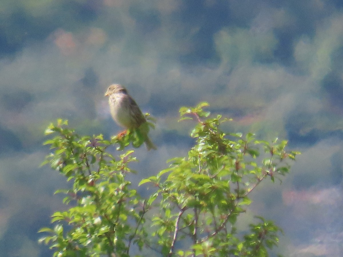 kornspurv - ML637071545