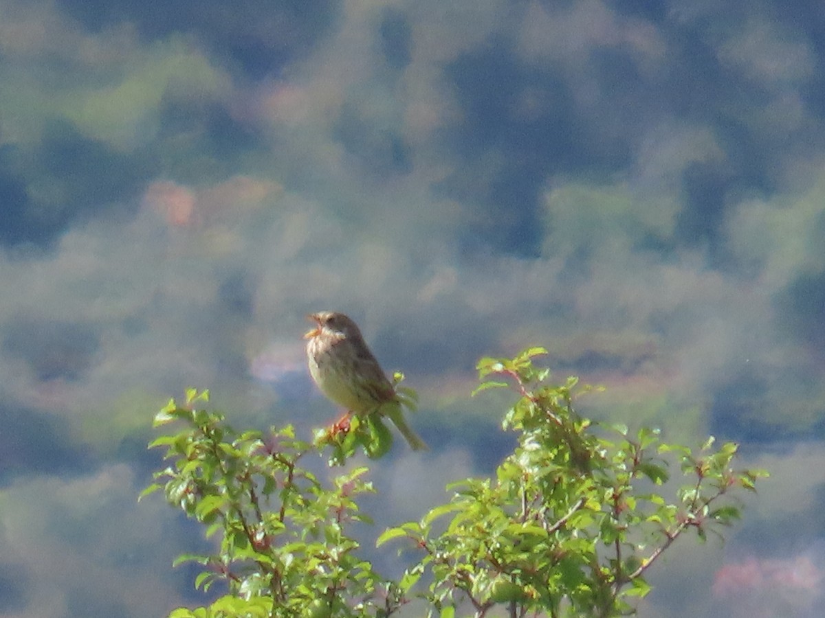 kornspurv - ML637071546