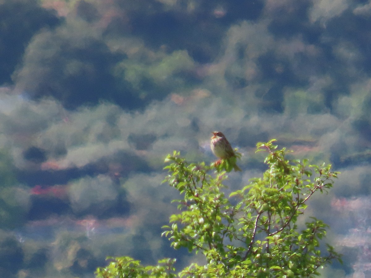 kornspurv - ML637071547