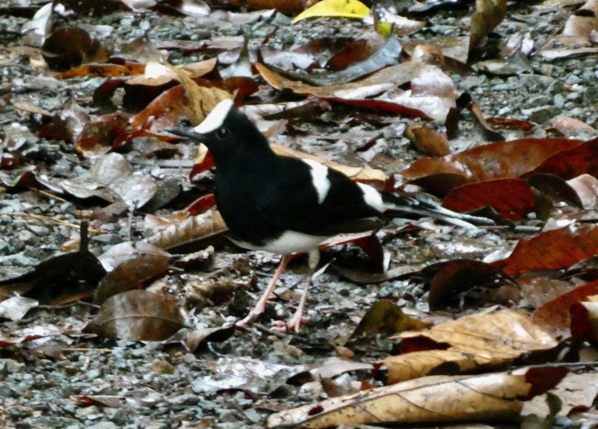 White-crowned Forktail (Malaysian) - ML637071724