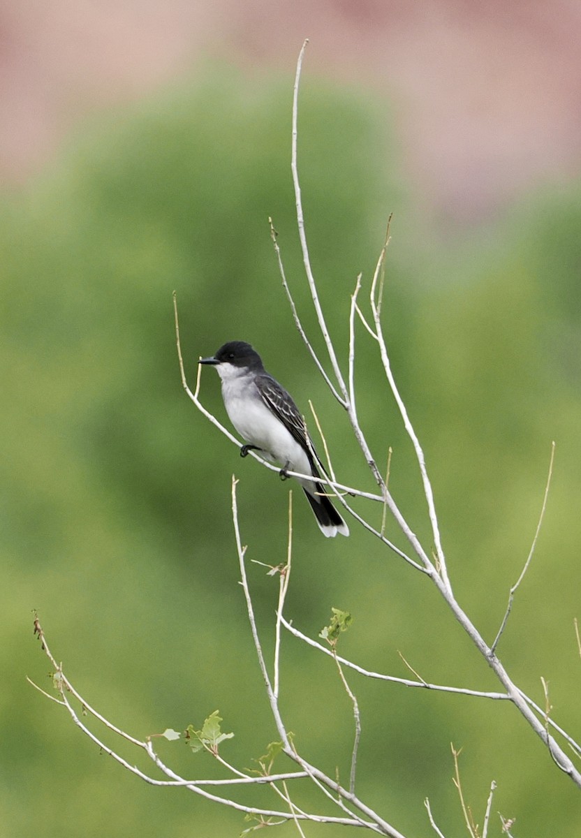 tyran obecný - ML637071735