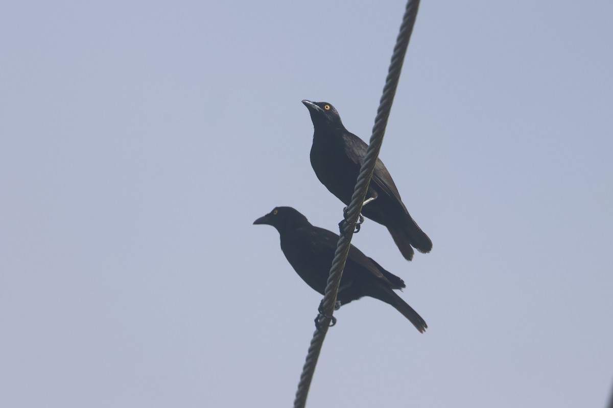 Micronesian Starling - ML637071741