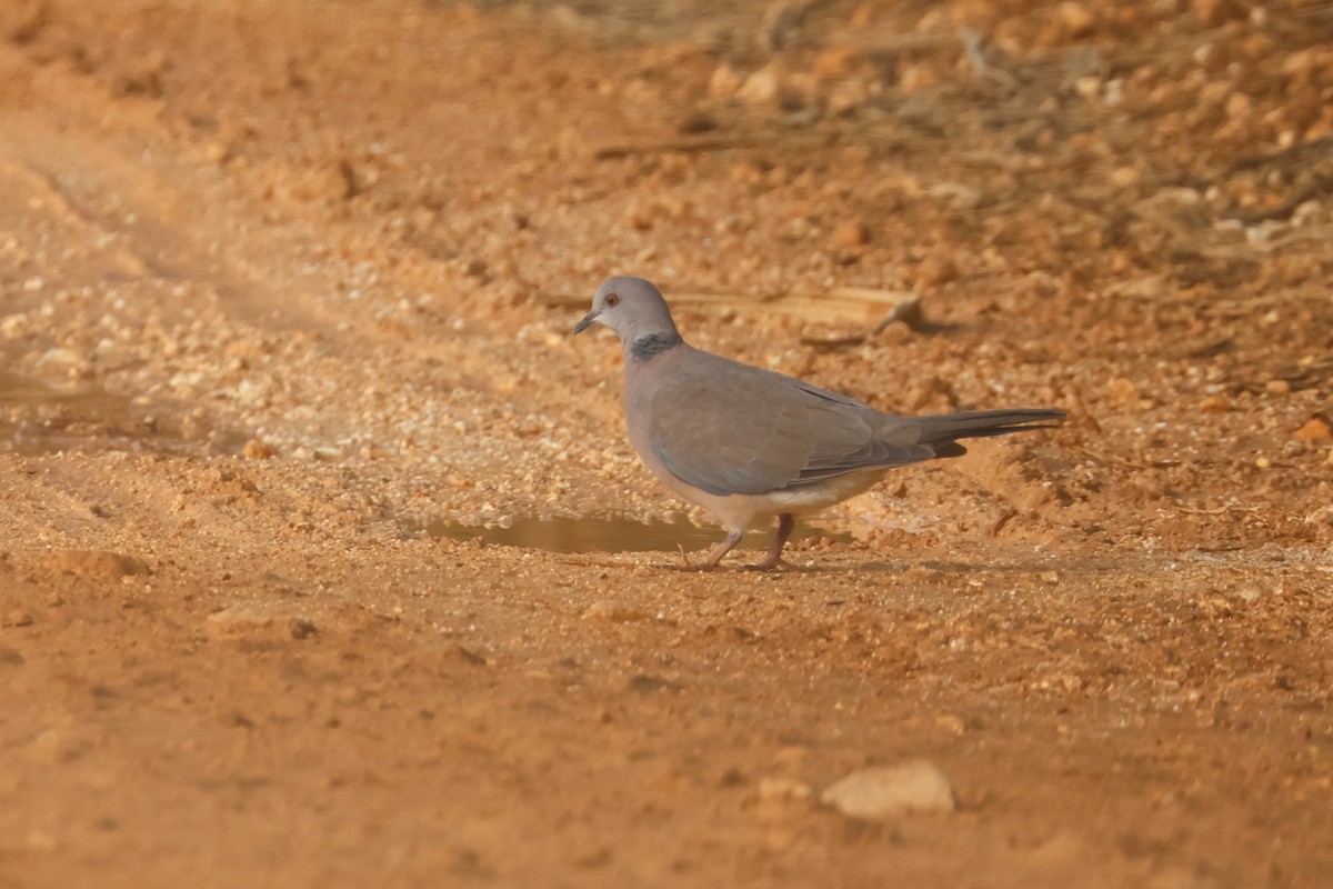 Philippine Collared-Dove - ML637071789
