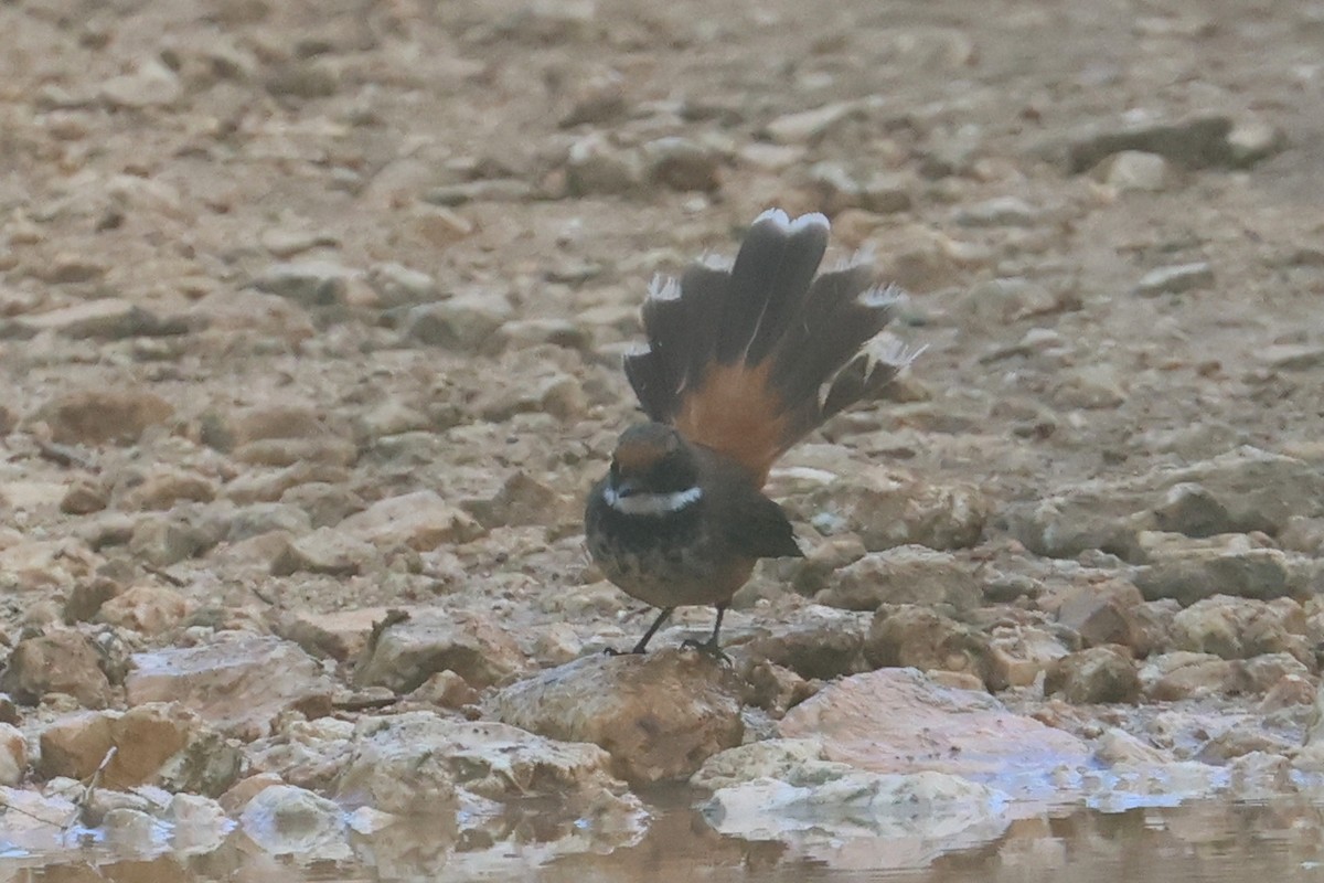 Micronesian Rufous Fantail - ML637071795