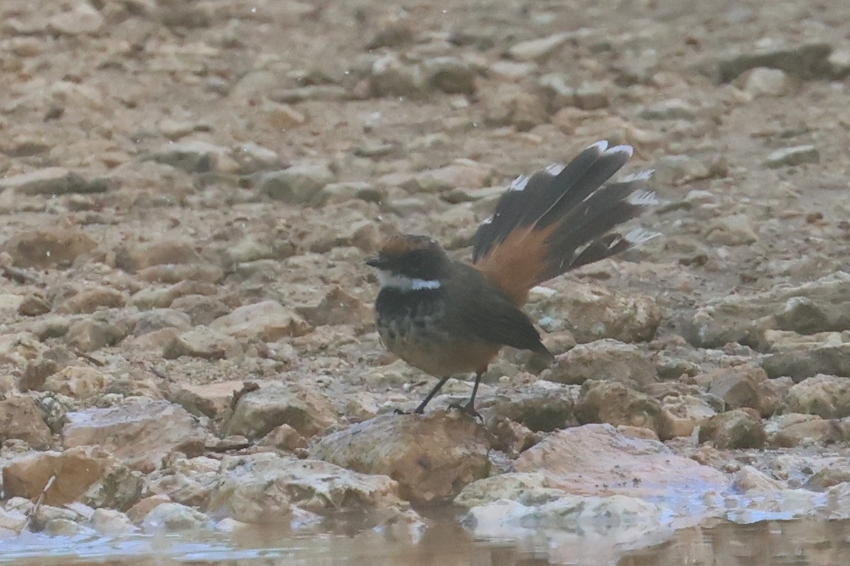 Micronesian Rufous Fantail - ML637071796