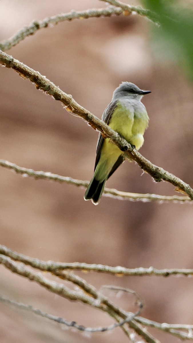 tyran západní - ML637071821