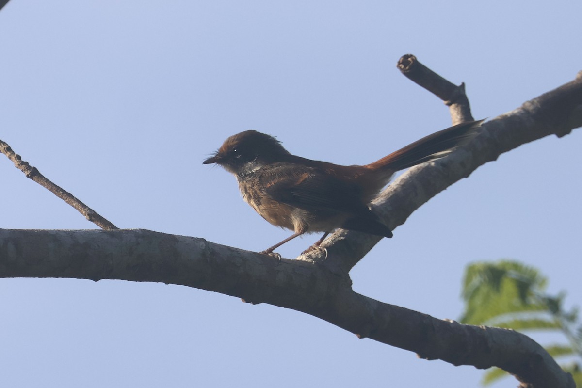 Micronesian Rufous Fantail - ML637071826
