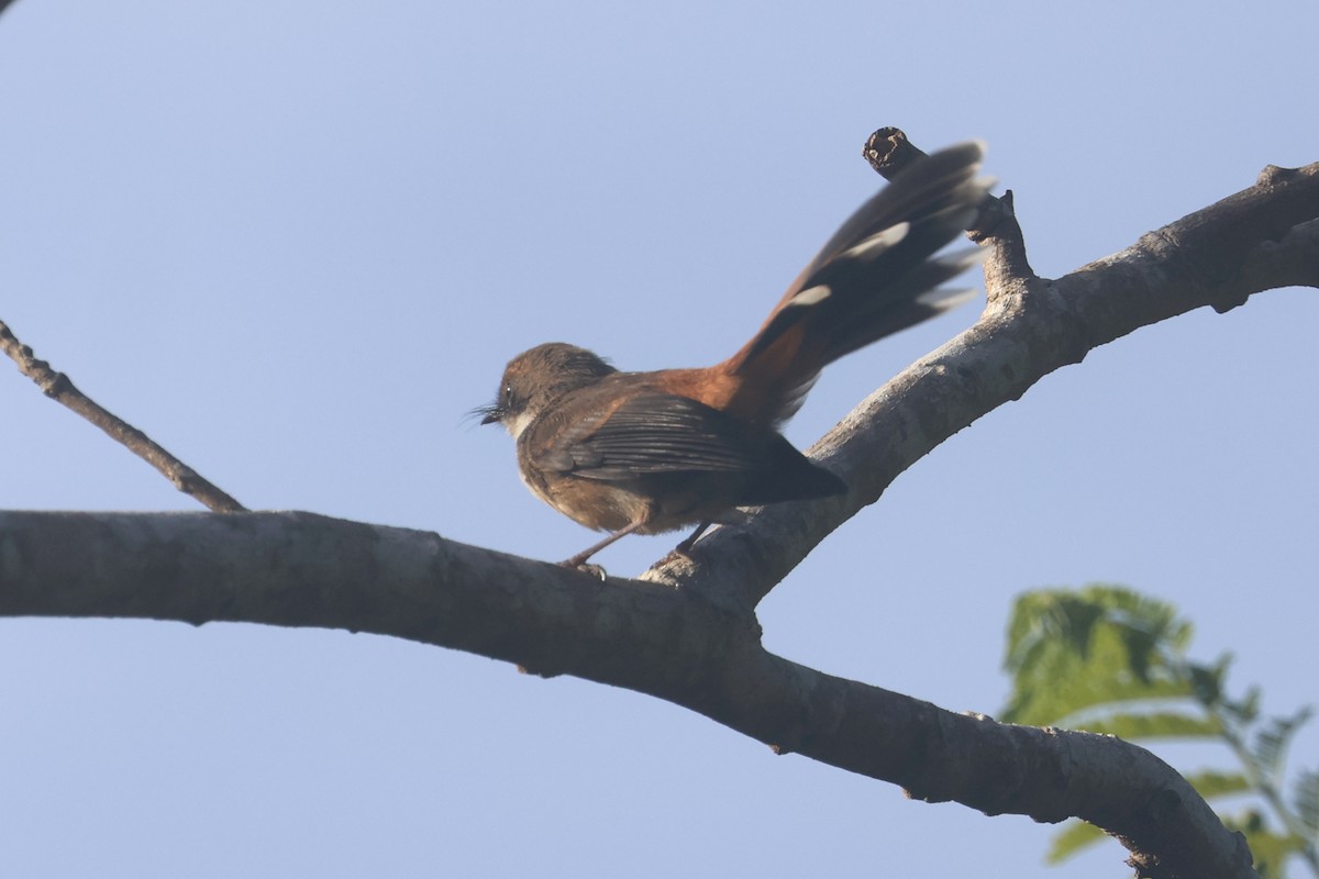 Micronesian Rufous Fantail - ML637071827