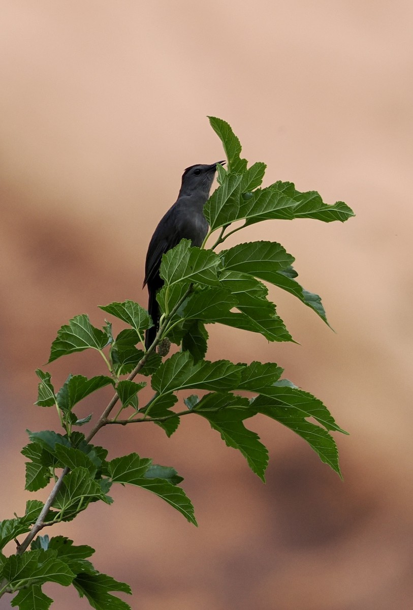 drozdec černohlavý - ML637071832