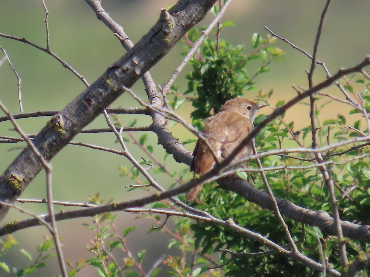 sørnattergal - ML637071888