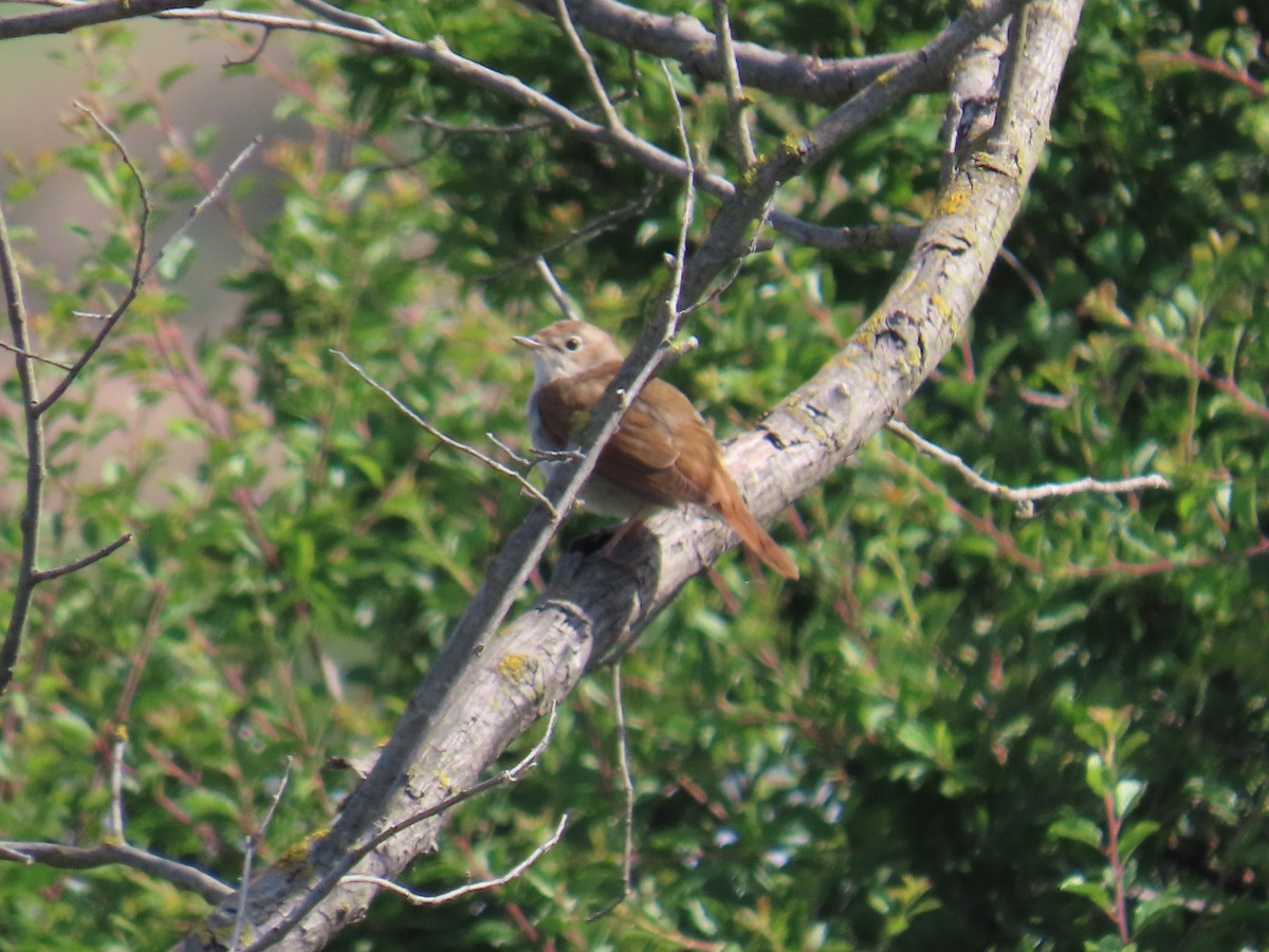 sørnattergal - ML637071889