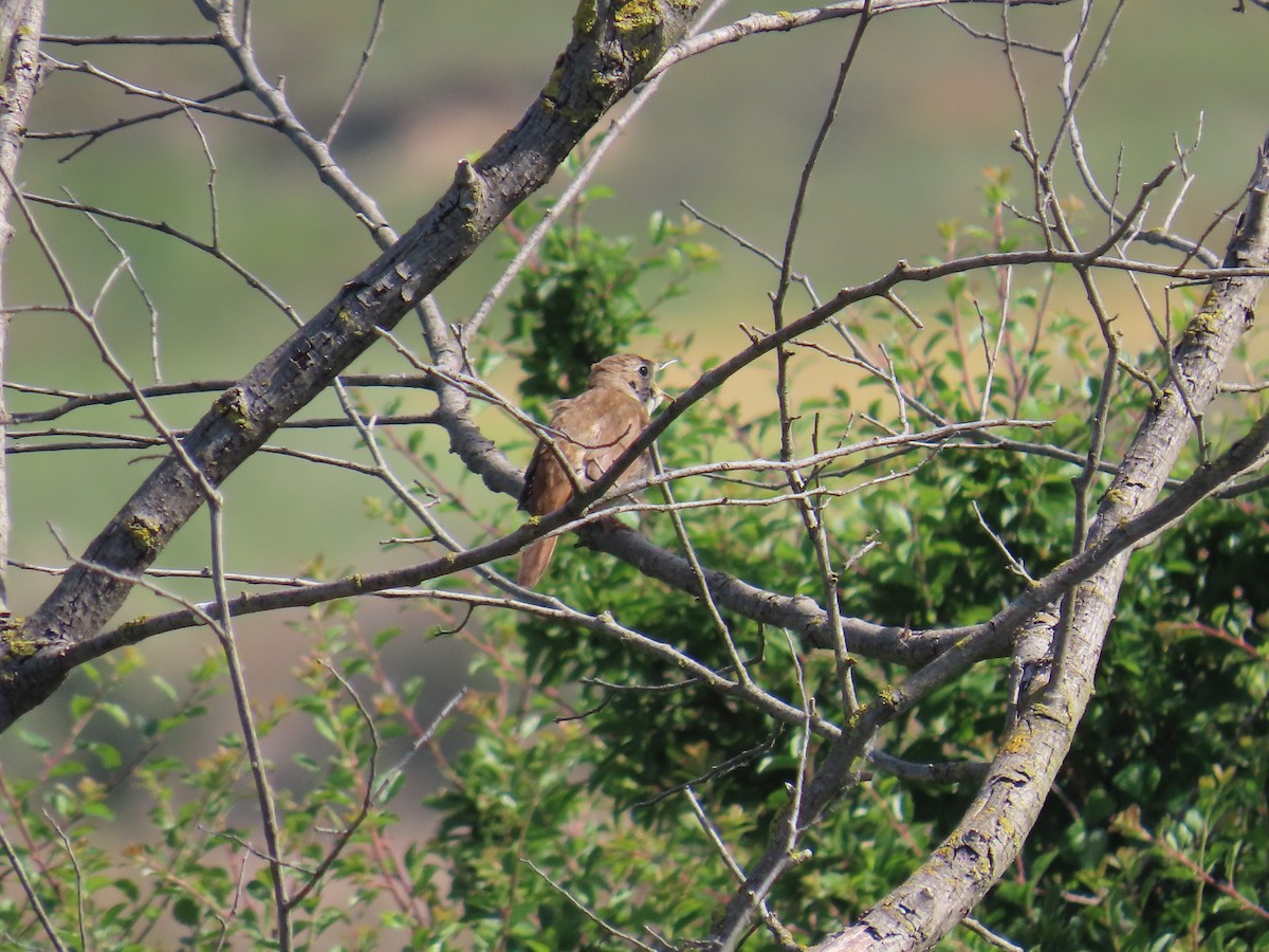 sørnattergal - ML637071890