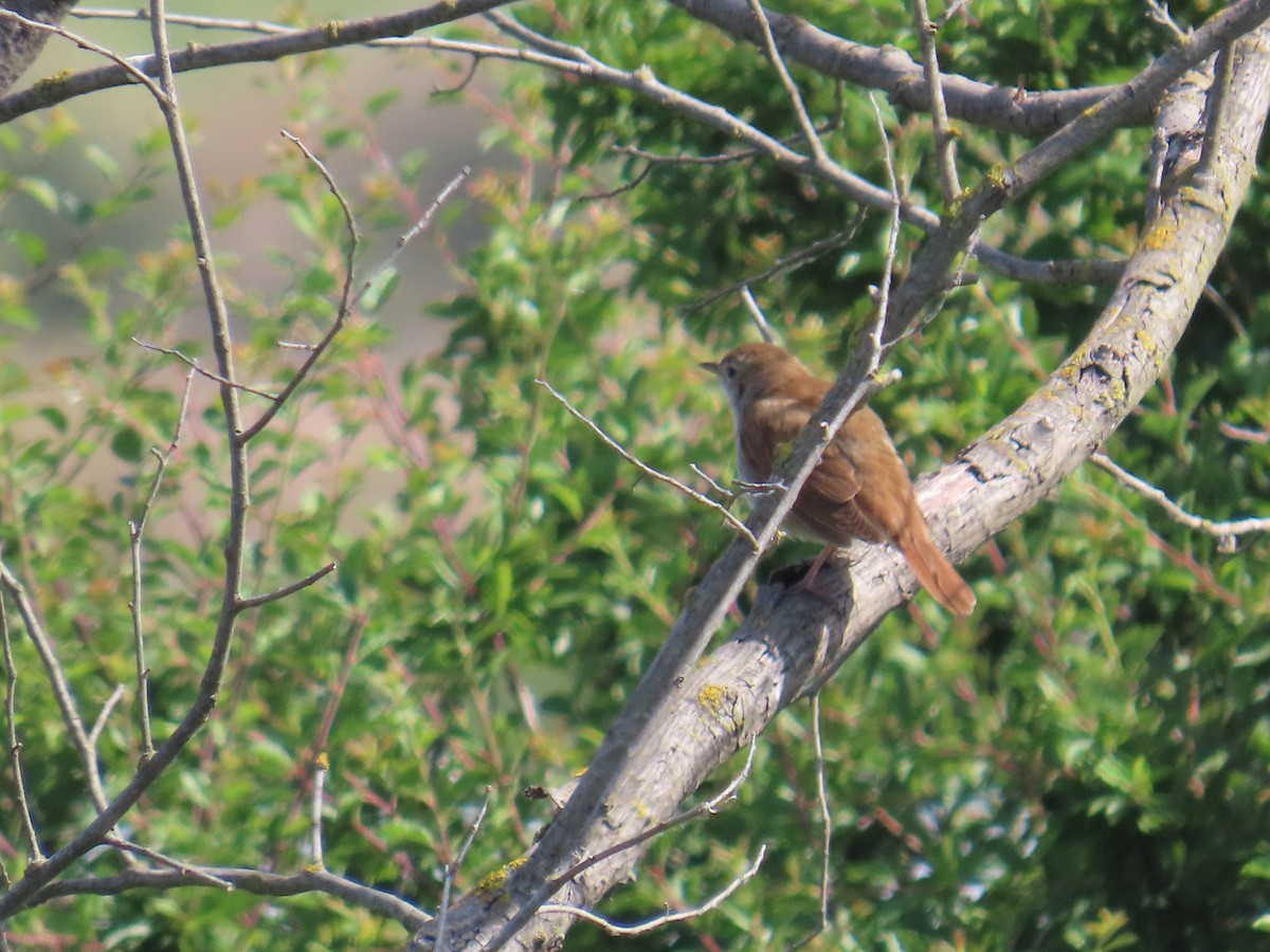 sørnattergal - ML637071891