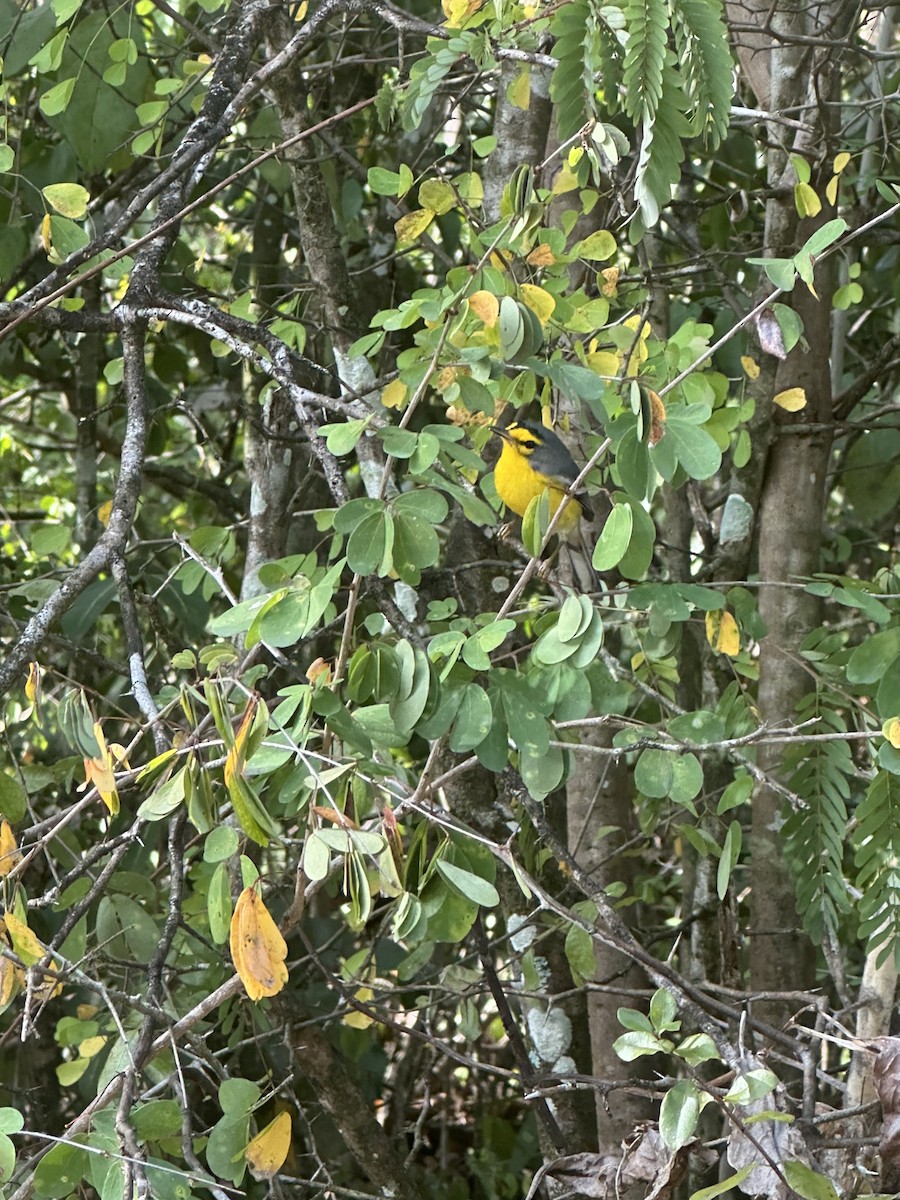 St. Lucia Warbler - ML637071943