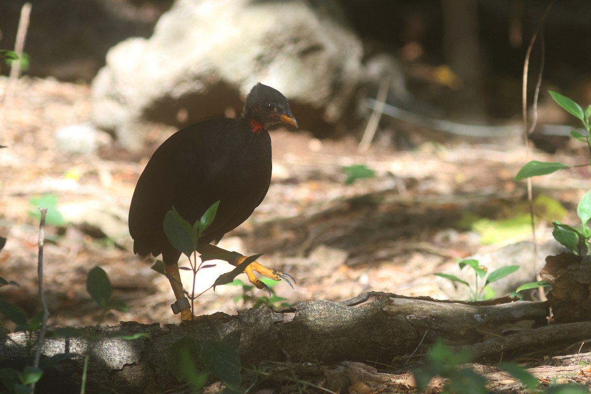 Micronesian Megapode - ML637071981