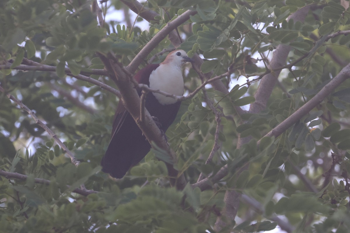 White-throated Ground Dove - ML637071992