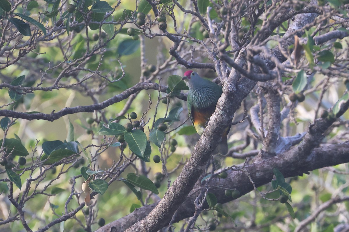 Mariana Fruit-Dove - ML637072008