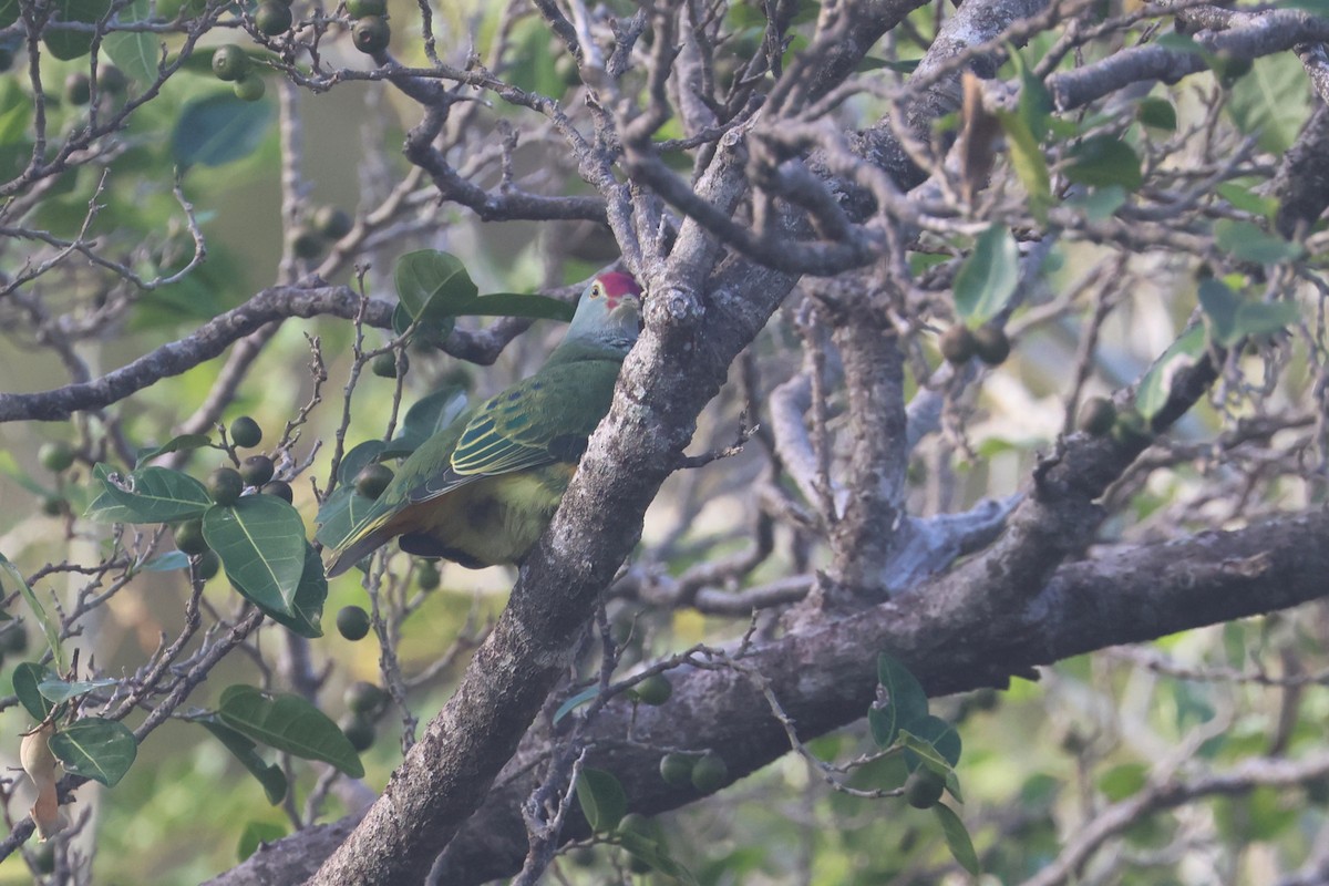 Mariana Fruit-Dove - ML637072009