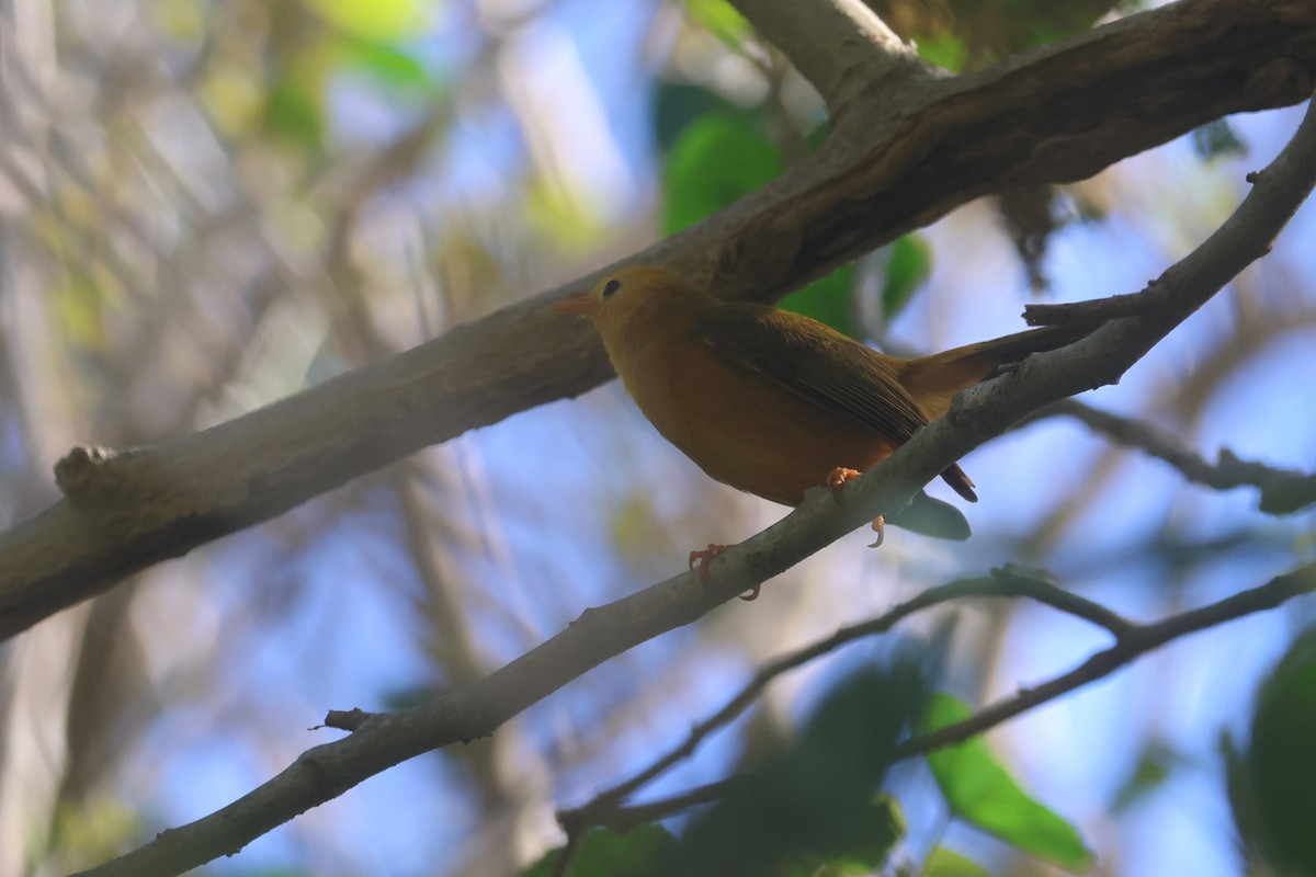 Golden White-eye - ML637072011