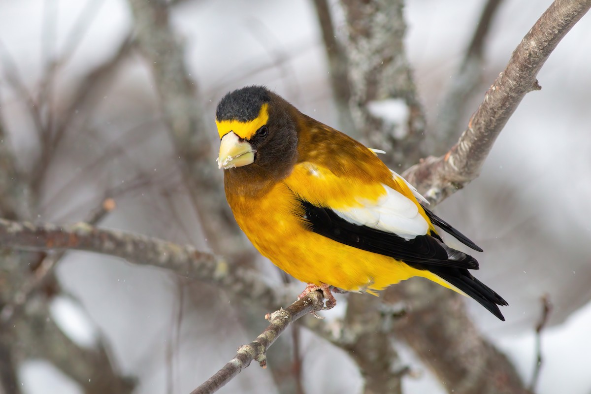 Evening Grosbeak - ML637072022