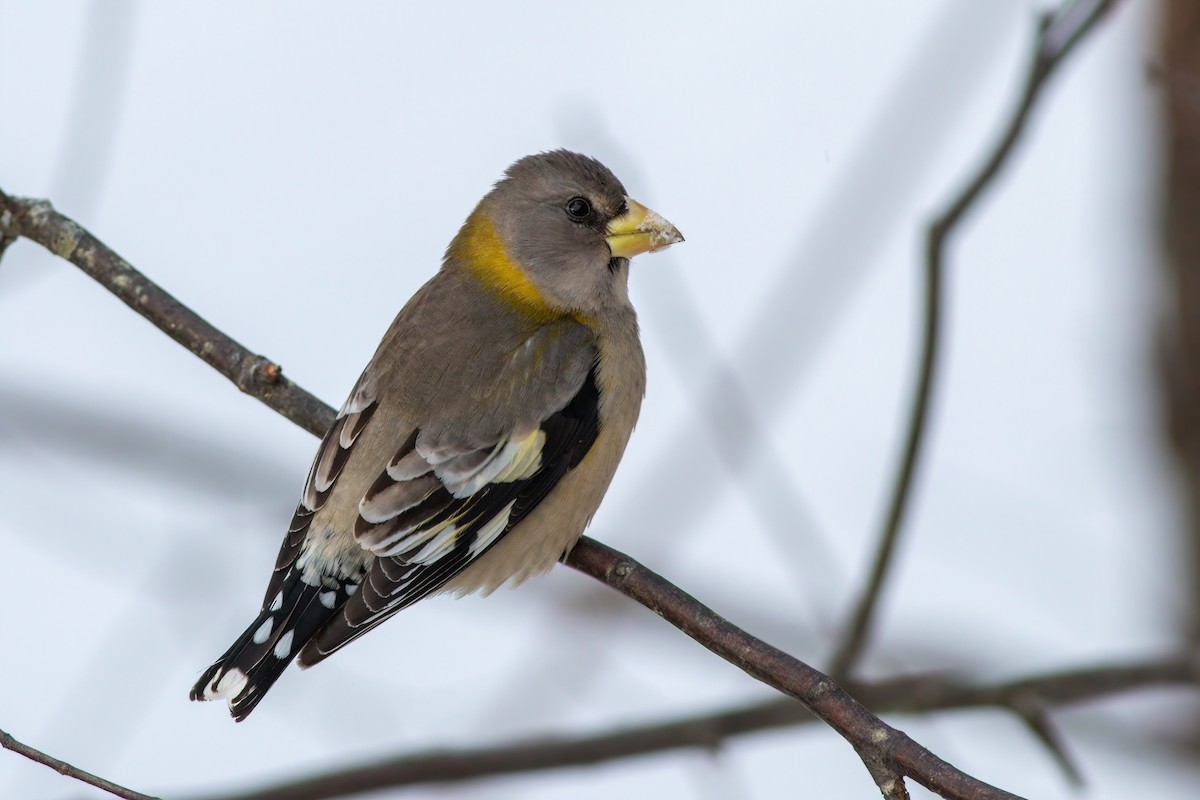 Evening Grosbeak - ML637072024