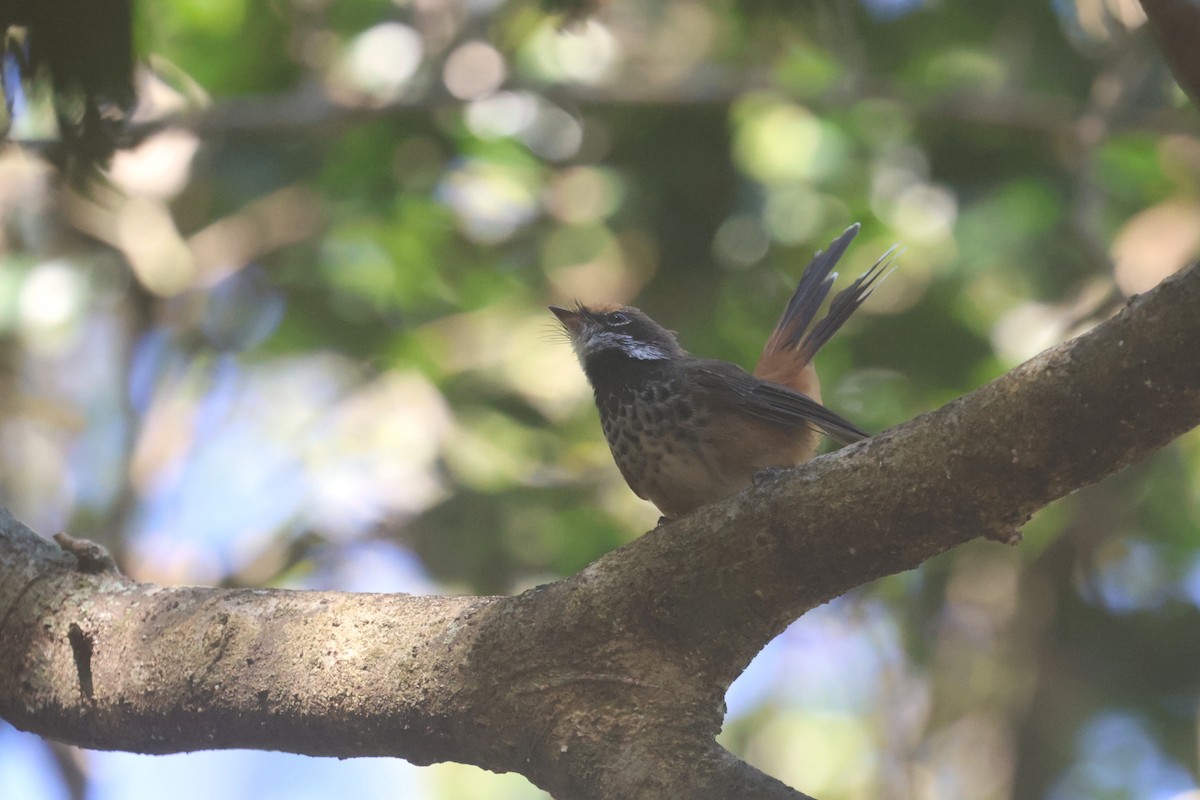 Micronesian Rufous Fantail - ML637072029