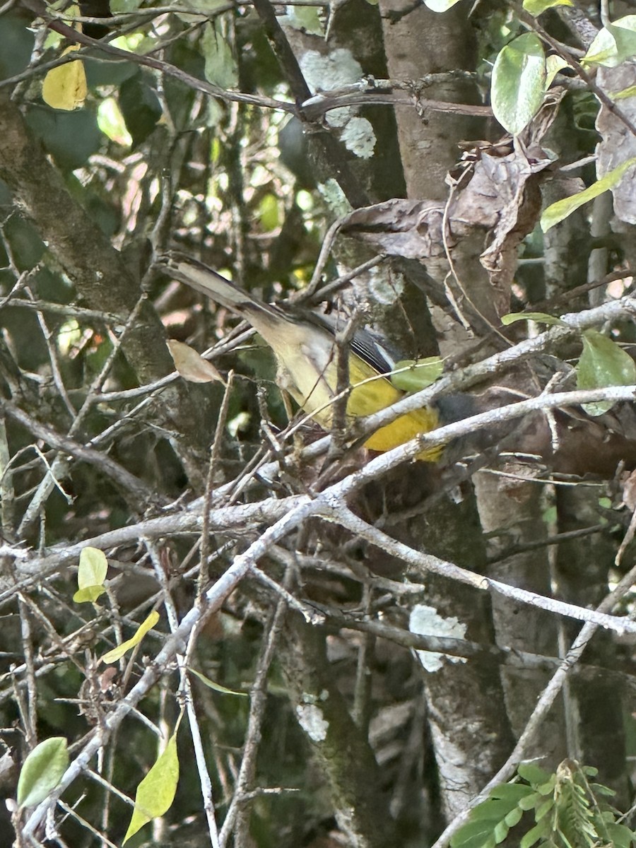 St. Lucia Warbler - ML637072032