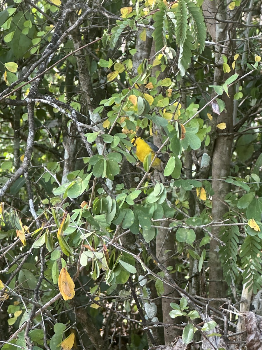 St. Lucia Warbler - ML637072033
