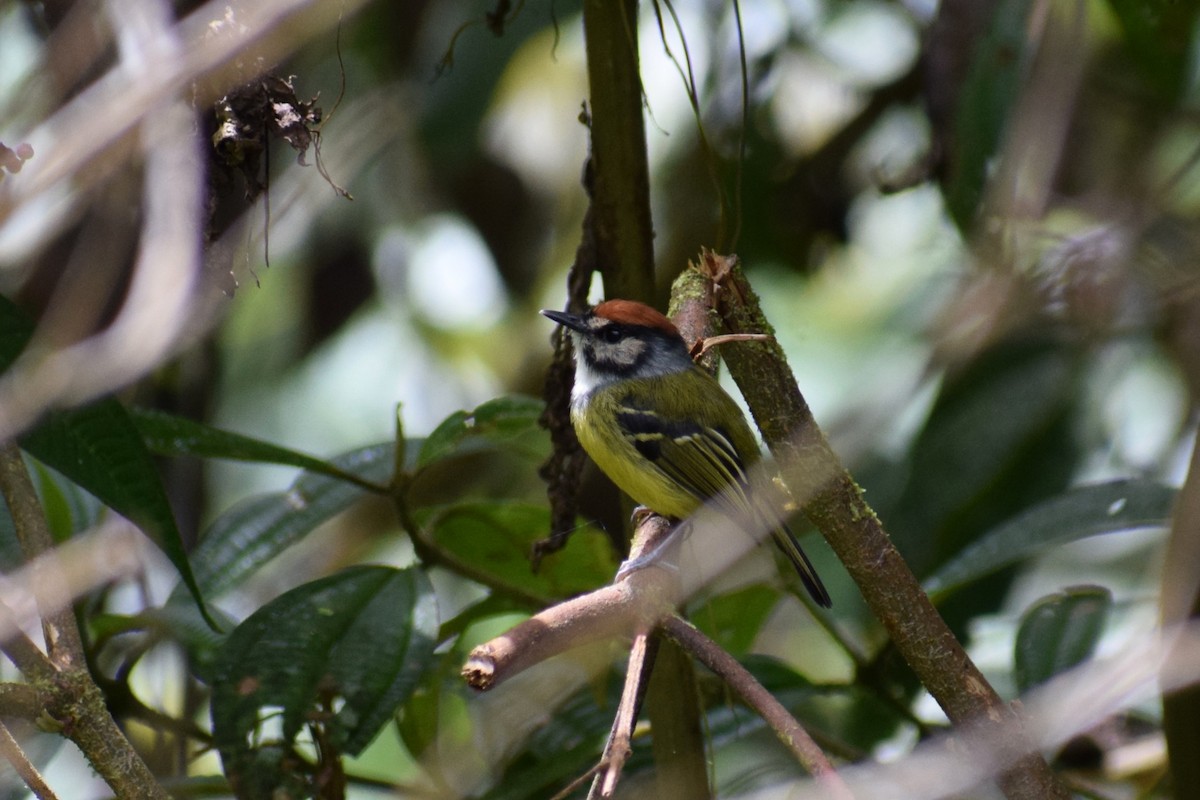 Rufous-crowned Tody-Flycatcher - ML637072079