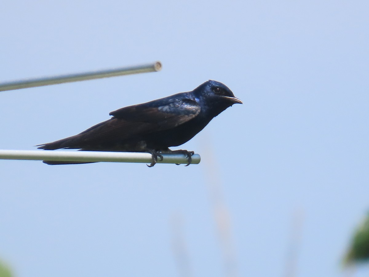 Purple Martin - ML637072100