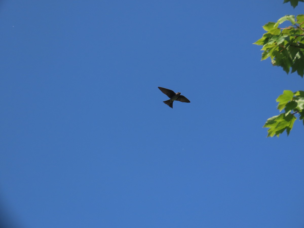 Purple Martin - ML637072101