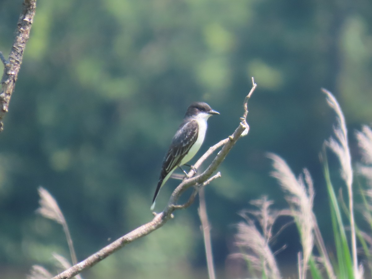 Eastern Kingbird - ML637072107