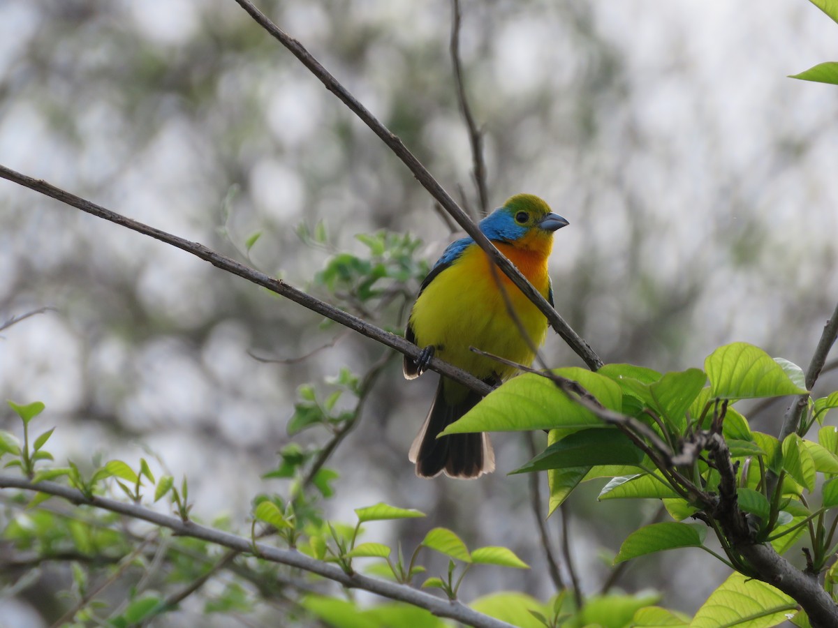 Orange-breasted Bunting - ML637072141