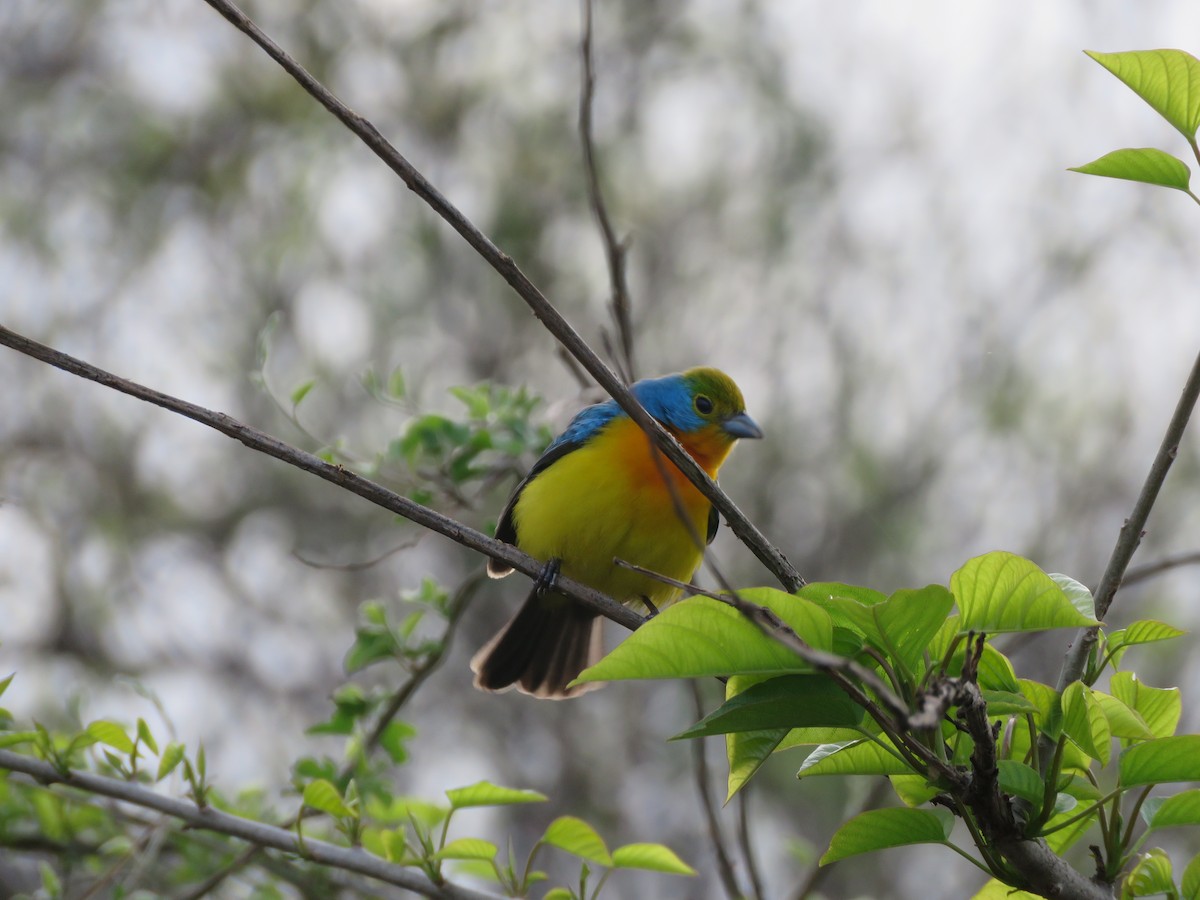 Orange-breasted Bunting - ML637072145
