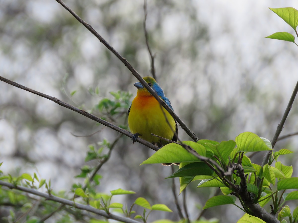 Orange-breasted Bunting - ML637072147