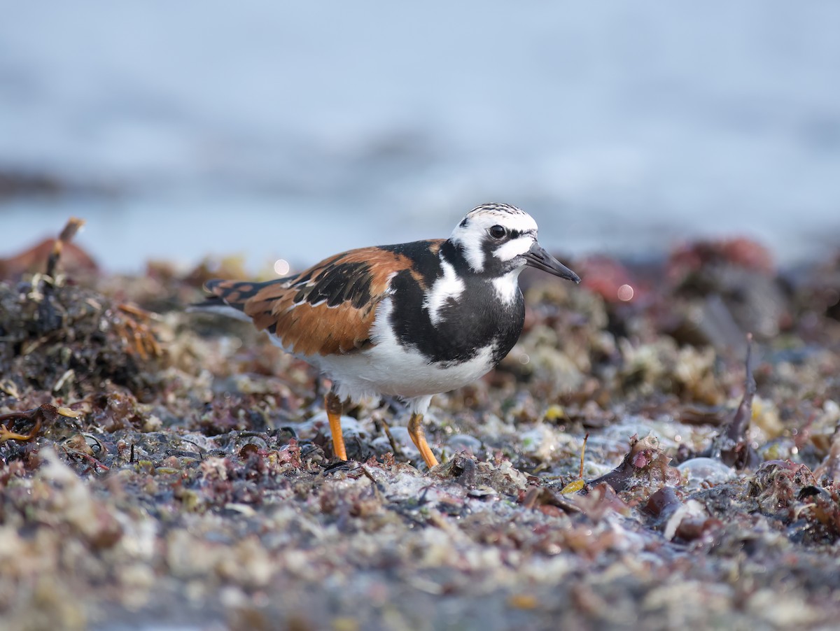 Ruddy Turnstone - ML637072184